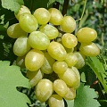 Виноград в Тамбове