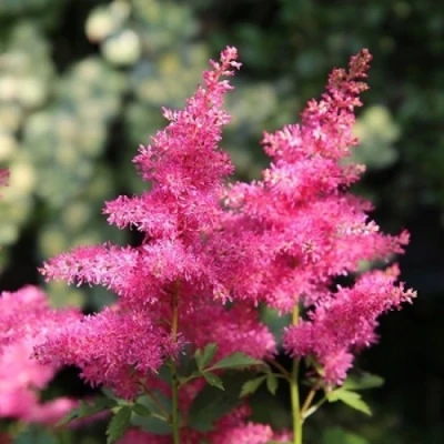 Астильба САННИ ДЕЙ гибридная в Тамбове