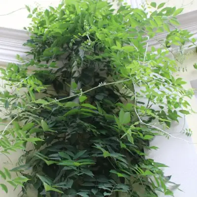 Глициния макростахия БЛЮ МУН в Тамбове