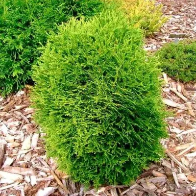 Туя ВОТЕРФИЛД западная в Тамбове