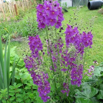 Коровяк ВИОЛЕТТА (вербаскум) в Тамбове