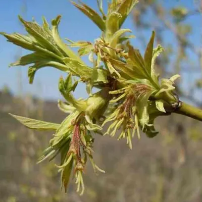 Клен ясенелистный в Тамбове