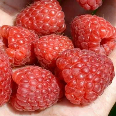 Малина ХЕРИТЕЙДЖ в Тамбове