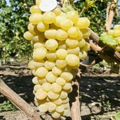 Виноград КИШМИШ ЗОЛОТЦЕ в Тамбове