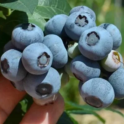 Голубика СИЕРРА в Тамбове