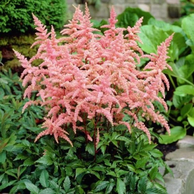 Астильба БРЕССИНГЕМ БЬЮТИ Арендса в Тамбове