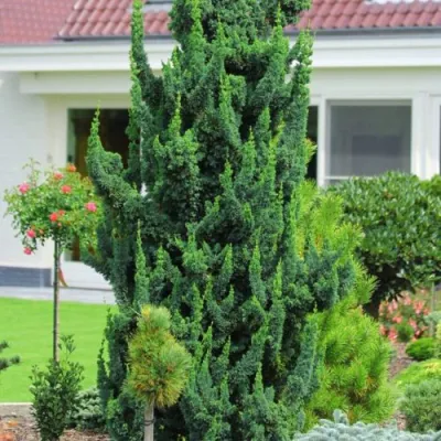 Кипарисовик ВИСЕЛЛИ лавсона в Тамбове