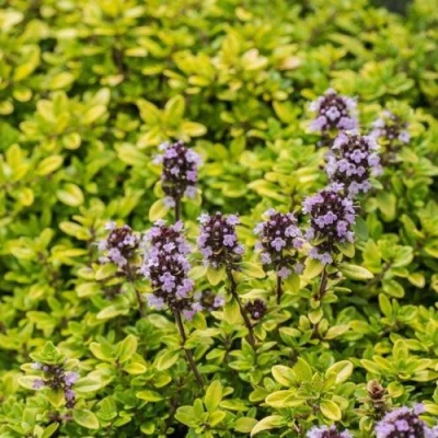 Тимьян АУРЕУС лимоннопахнущий в Тамбове