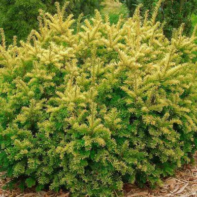 Тис ЭЛЕГАНТИССИМА ягодный в Тамбове