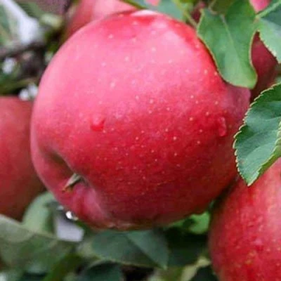 Яблоня ЧЕМПИОН в Тамбове