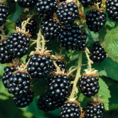 Ежевика БЛЭК САТИН бесшипная в Тамбове