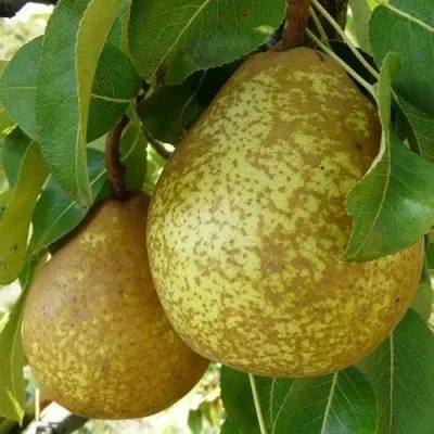 Груша ГЕНЕРАЛ ЛЕКЛЕРК в Тамбове