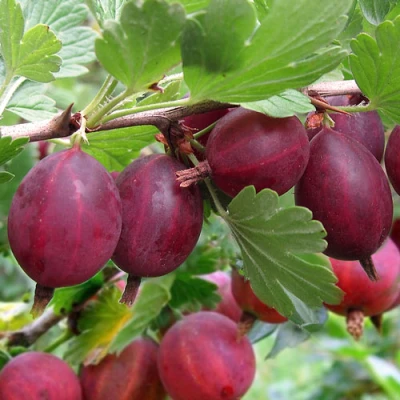 Крыжовник ХИННОМАКИ РОТ в Тамбове