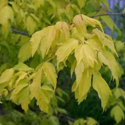 Клен ясенелистный в Тамбове