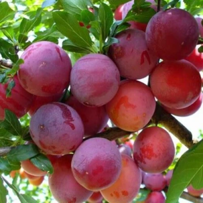 Слива НЕКТАРИННАЯ АРОМАТНАЯ в Тамбове