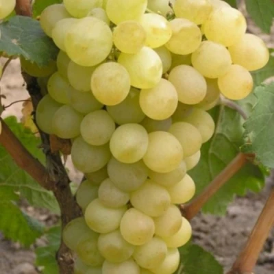 Виноград АВГУСТИН в Тамбове