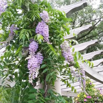 Глициния макростахия БЛЮ МУН в Тамбове