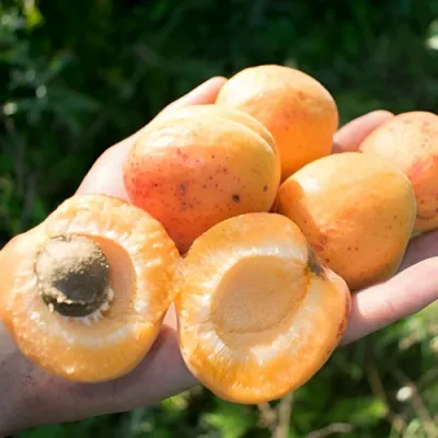 Абрикос ХАРГРАНД в Тамбове