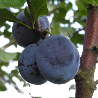 Слива ВЕНГЕРКА БЕЛОРУССКАЯ в Тамбове