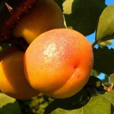 Абрикос СПАДЧЫНА в Тамбове