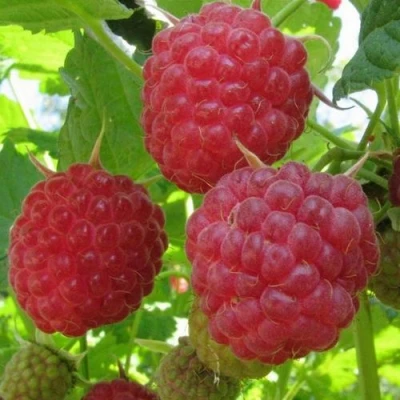 Малина НОВОСТЬ КУЗЬМИНА  в Тамбове