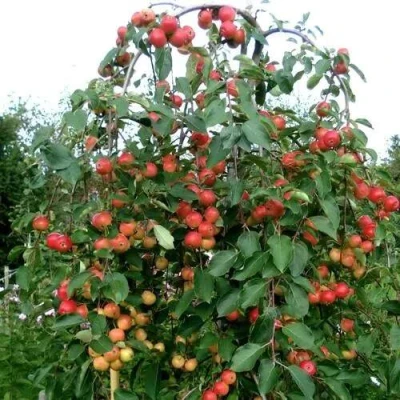 Яблоня ХЮВИНГИЕНЗИС декоративная в Тамбове