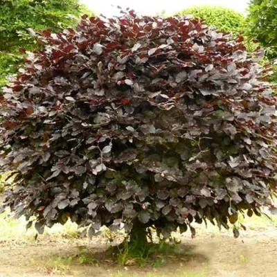 Бук лесной АТРОПУНИЦЕА в Тамбове