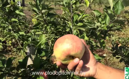 Превью видео