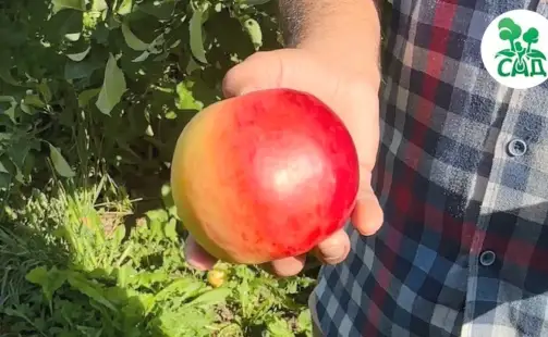 Превью видео