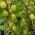 Крыжовник ИНВИКТА в Тамбове