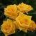 Роза ШАНИ спрей в Тамбове