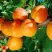 Абрикос СПАДЧЫНА в Тамбове
