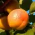 Абрикос СПАДЧЫНА в Тамбове