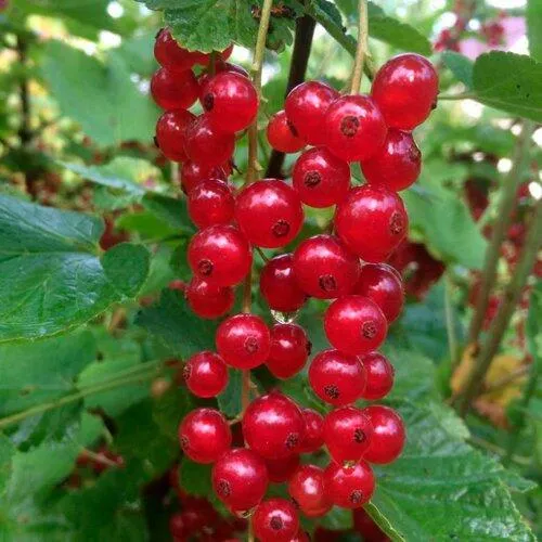 Смородина красная КОНСТАНТИНОВСКАЯ в Тамбове