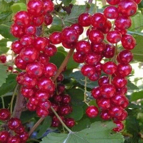 Смородина красная ПУРПУРНАЯ в Тамбове