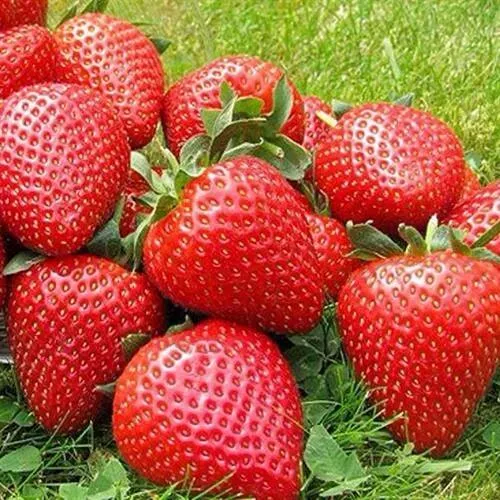 Клубника ЭЛИАНЕ в Тамбове