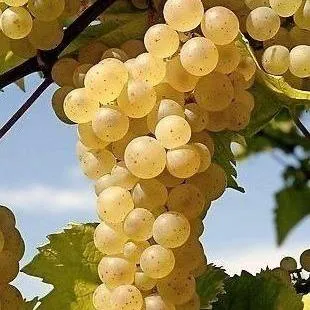 Неукрывные сорта   Неукрывные сорта  в Тамбове