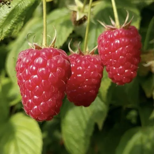 Малина МАПЕМА   Малина МАПЕМА  в Тамбове