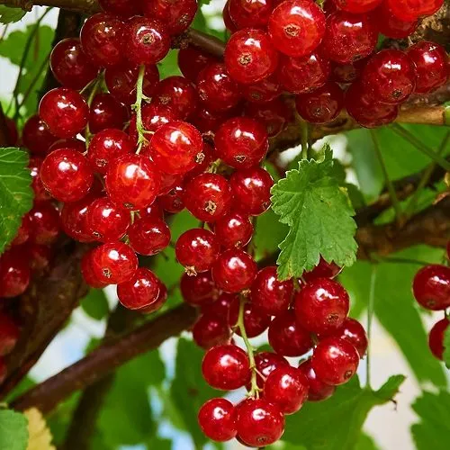 Смородина красная НАТАЛИ в Тамбове