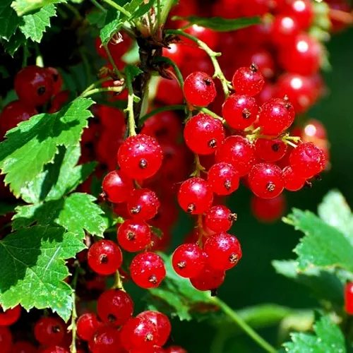 Смородина красная НЕНАГЛЯДНАЯ в Тамбове