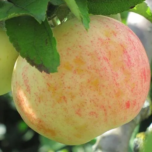 Яблоня ЛЕТНЕЕ СЛАДКОЕ  Яблоня ЛЕТНЕЕ СЛАДКОЕ в Тамбове