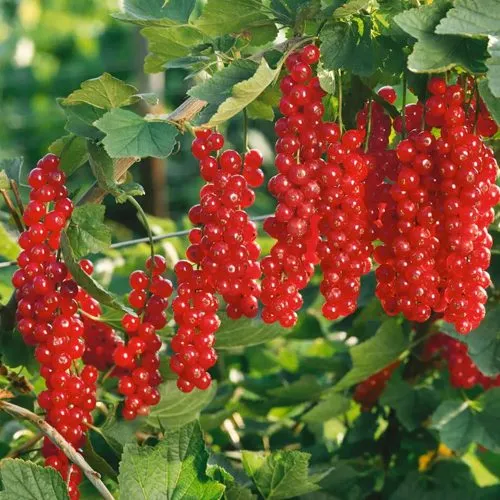 Смородина красная РУДНЕУС в Тамбове