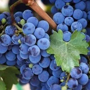 Винный   Винный  в Тамбове