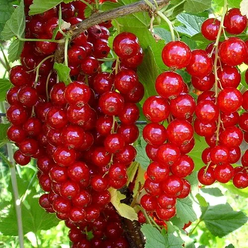 Смородина красная ЙОНКЕР ВАН ТЕТС в Тамбове