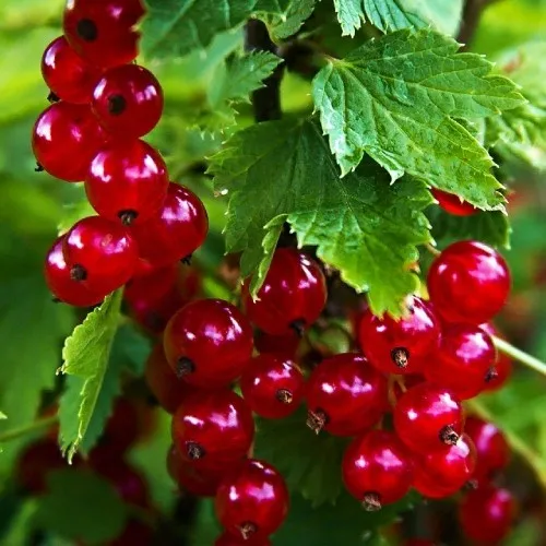 Смородина красная РОЛАН в Тамбове