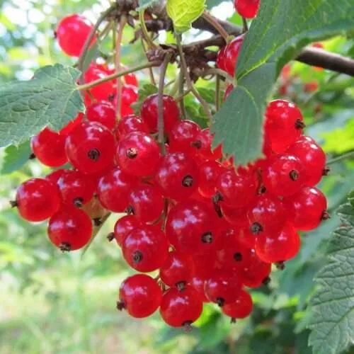 Смородина красная КРАСНАЯ АНДРЕЙЧЕНКО в Тамбове