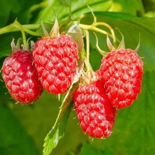 Малина ИЗОБИЛЬНАЯ  Малина ИЗОБИЛЬНАЯ в Тамбове