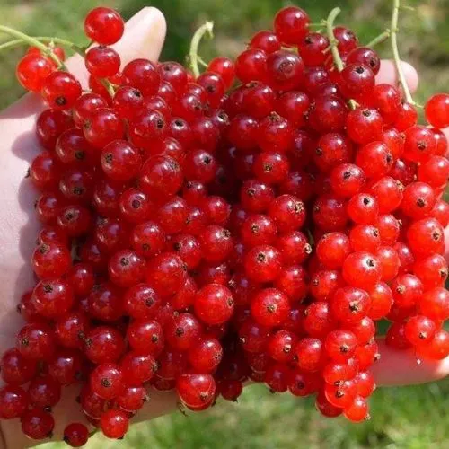 Смородина красная РЕД ПУЛ в Тамбове