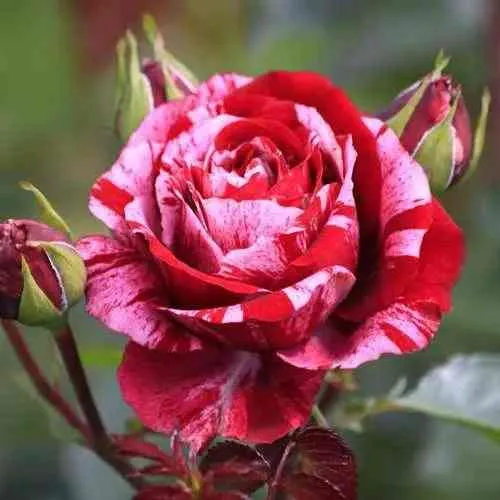 Саженцы роз ДИП ИМПРЕШН флорибунда  Саженцы роз ДИП ИМПРЕШН флорибунда в Тамбове