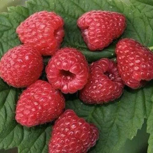 Малина ЗЮГАНА  Малина ЗЮГАНА в Тамбове